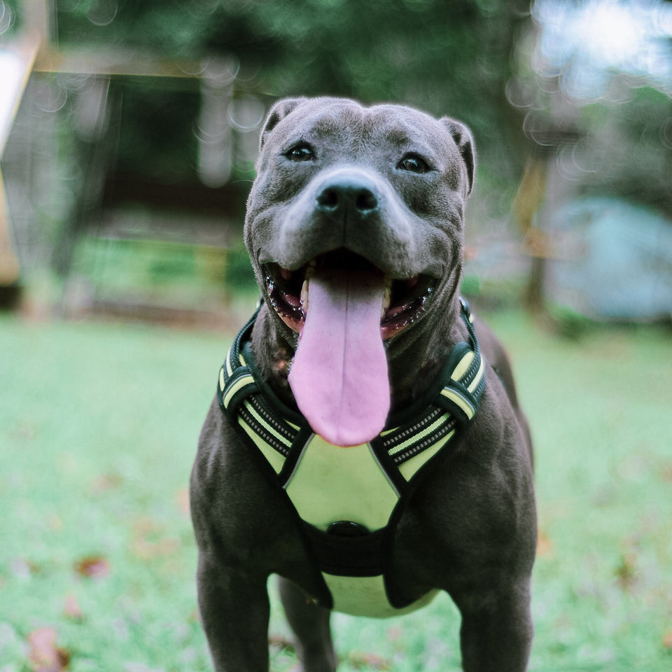 Pitbull harness for 2024 sale