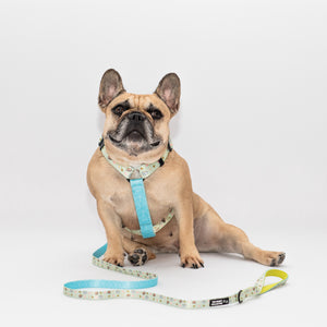 Matchy Mochi Leash
