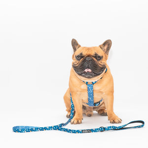 Puppuccino Leash