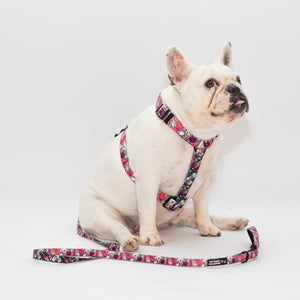 Euphoria X Brainfreeze Leash