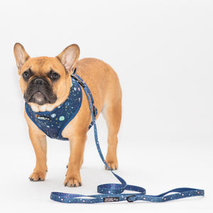 Constellation Nation Leash
