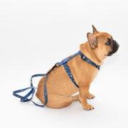 Constellation Nation Step In Harness