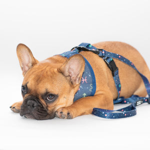 Constellation Nation Reversible Harness