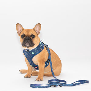 Constellation Nation Reversible Harness