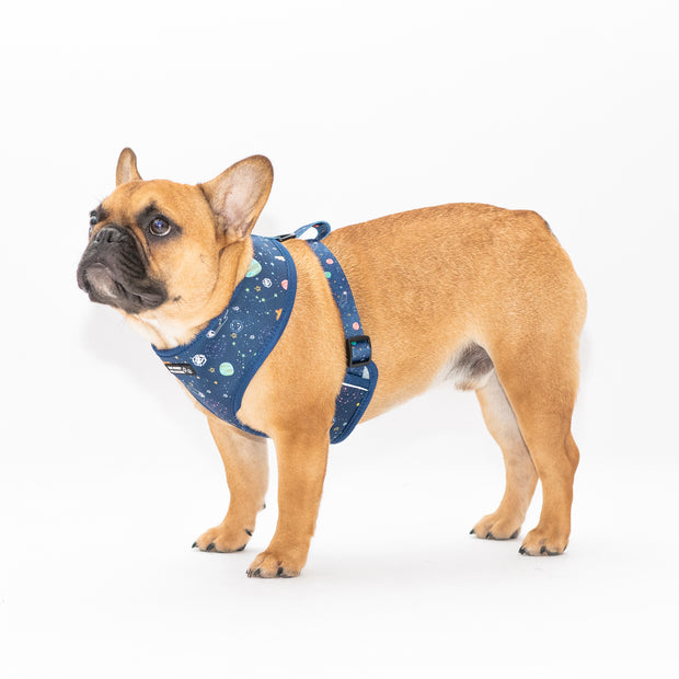 Constellation Nation Reversible Harness